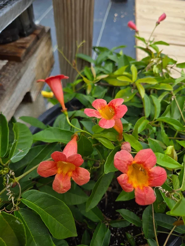 Bignonia capreolata –Tangerine Beauty Crossvine–