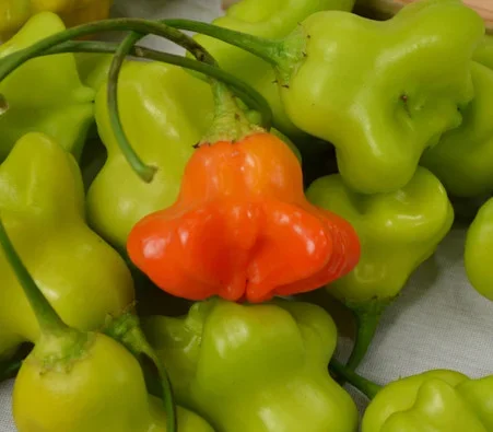Bishop’s Hat Pepper Seeds