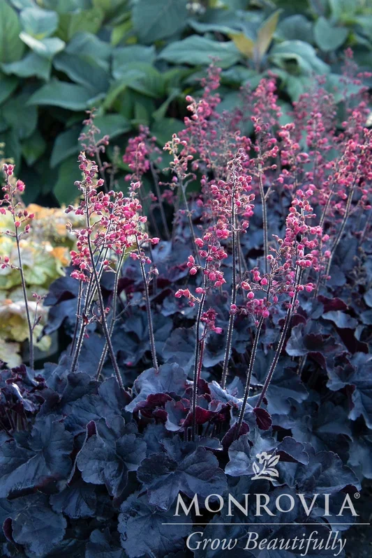 Black Forest Cake Heuchera – Monrovia