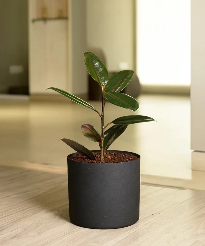 Black Rubber with Zen Metal Planter