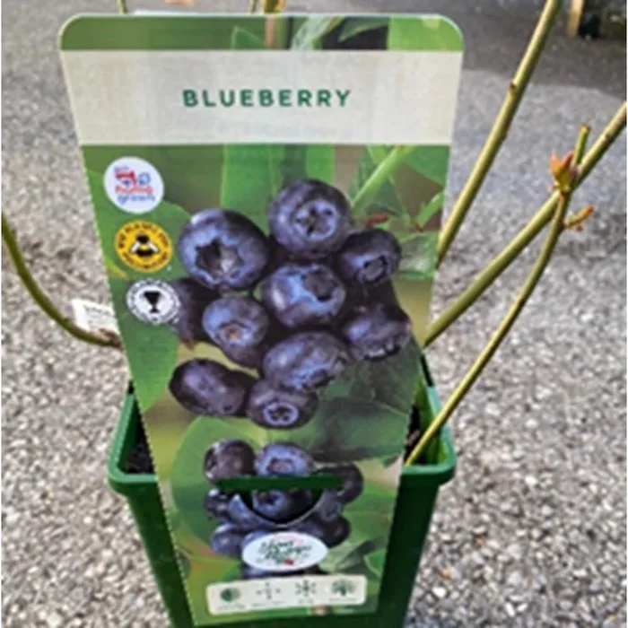 Blueberry Duke 3L