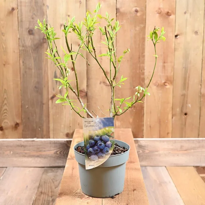 Blueberry Goldtraube 3L