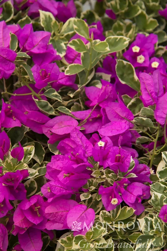 Blueberry Ice Bougainvillea – Monrovia