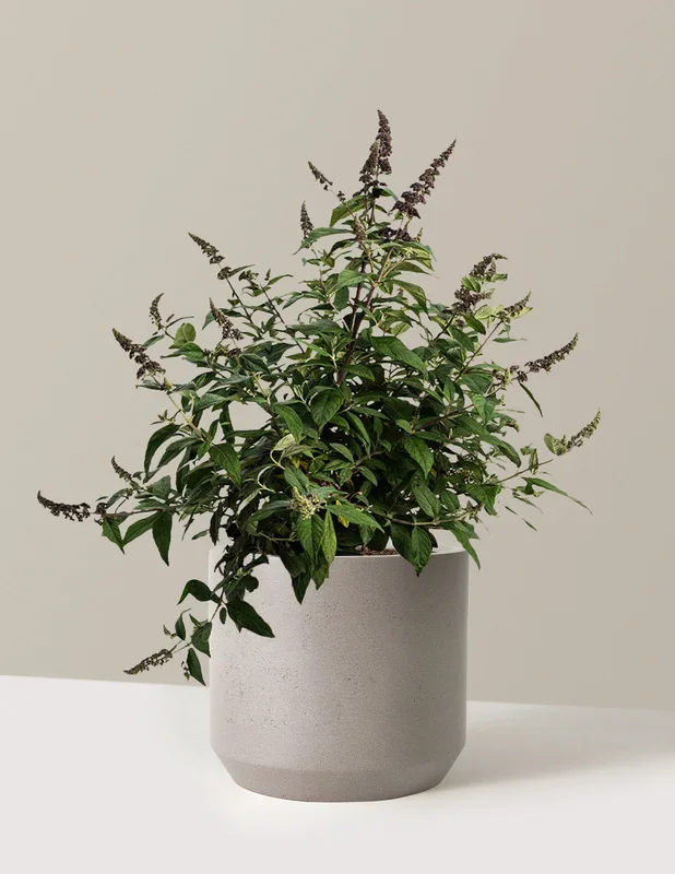 Blueberry Pie™ Butterfly Bush