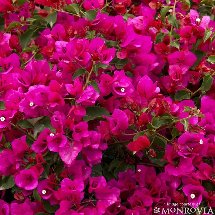 Bougainvillea Oo-La-La 5gal