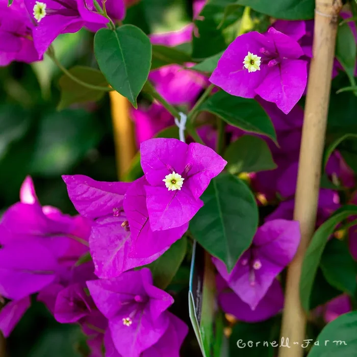 Bougainvillea Purple Queen 5gal Patio Tree