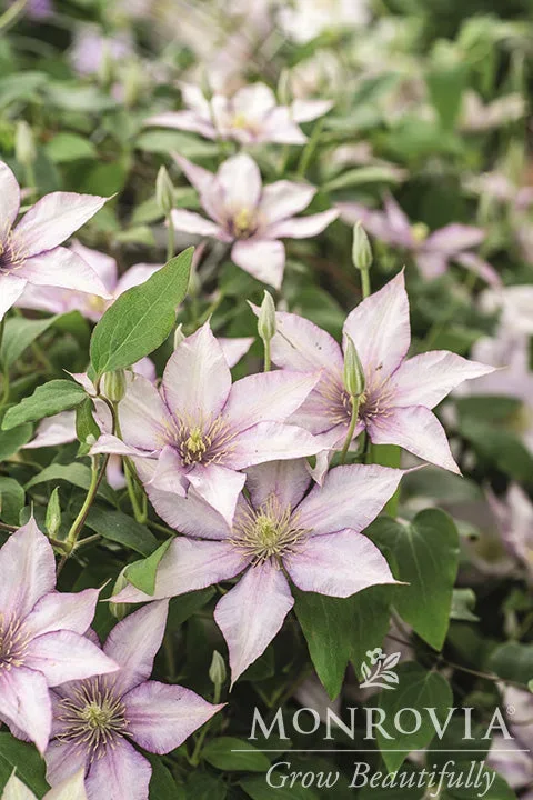 Boulevard® Samaritan Jo™ Clematis – Monrovia