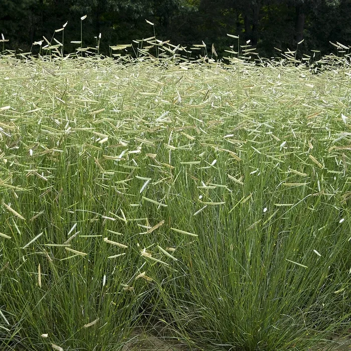 Bouteloua gracilis –Blue Grama Grass–