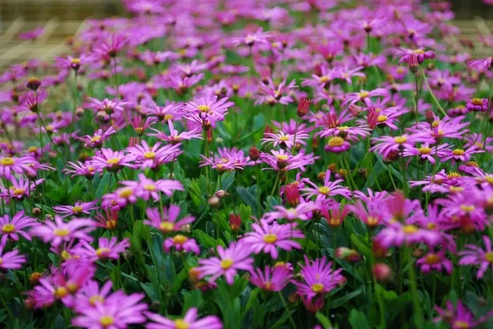 Brachyscome ‘Cut-Leaf Daisy’ Pink 3″ Pot