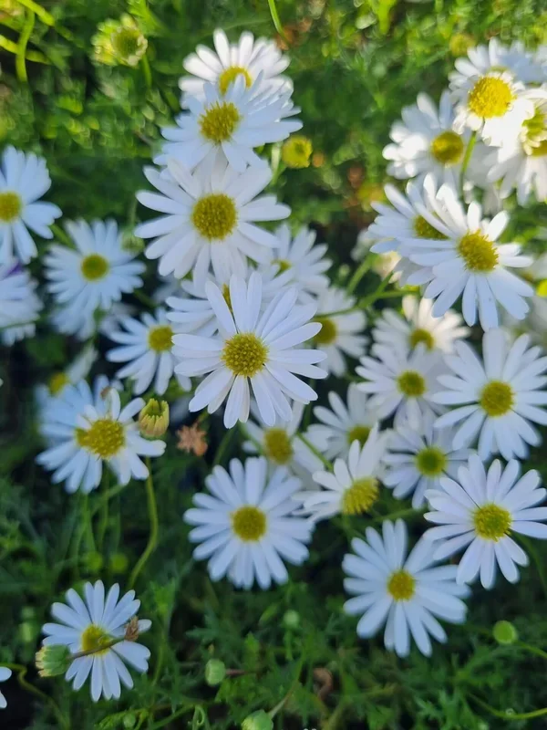 Brachyscome ‘Cut-Leaf Daisy’ White 3″ Pot