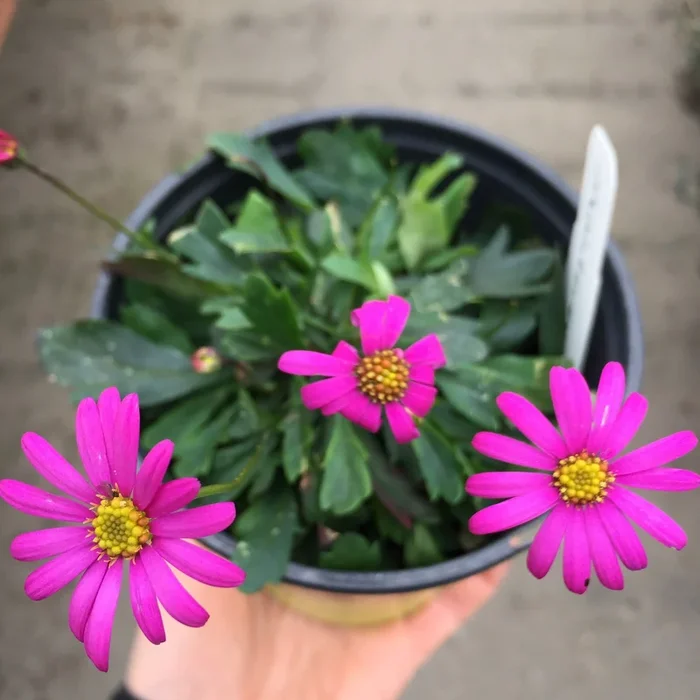 Brachyscome multifida ‘Radiant Magenta’