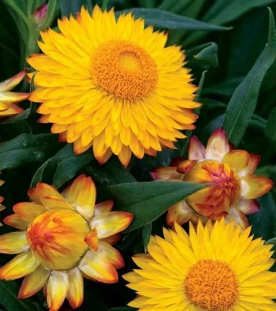 Bracteantha bracteata ‘Cottage Yellow’