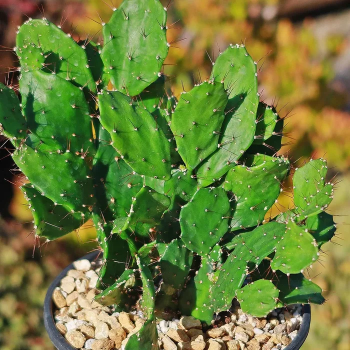 Brazilian Prickly Pear – Opuntia argentiniana