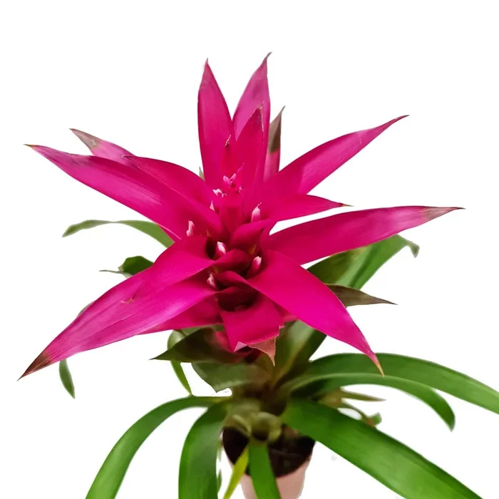 Bromeliad | Guzmania | Voila