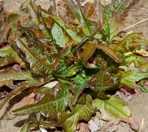 Bronze Arrowhead Lettuce