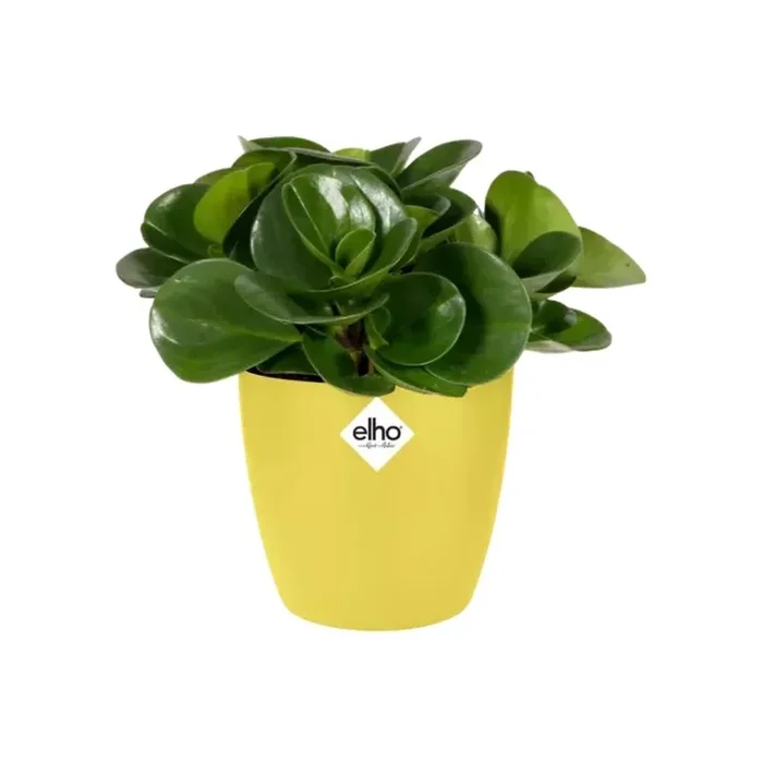 Brussels Round Mini 12,5Cm Fresh Yellow