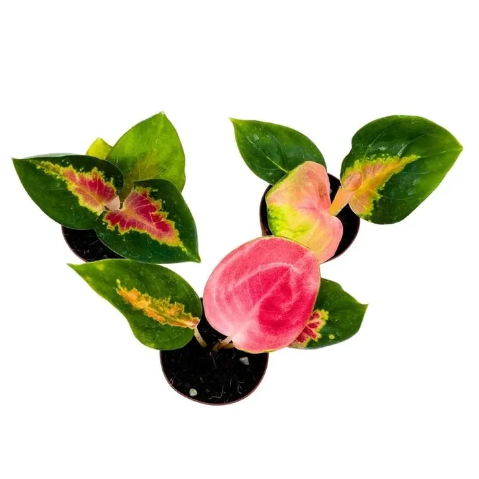 BubbleBlooms Aglaonema Red King 2 inch Set of 3 Tiny Mini Pixie Plants