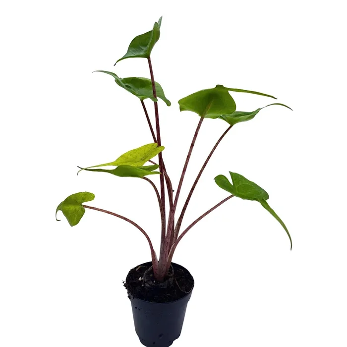 BubbleBlooms Alocasia Stingray, Alocasia Macrorrhiza, Giant Taro, Elephant Ear in 2 inch Pot