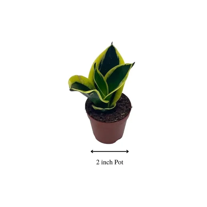 BubbleBlooms Black Gold Snakeplant, in a 2 inch Pot, Green and Yellow Snake Plant, Variegated Sansevieria trifasciata
