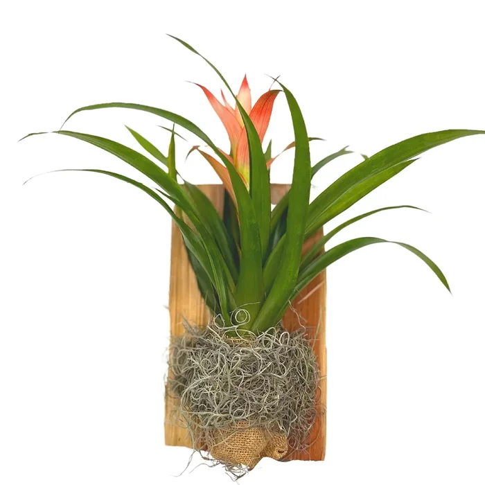 BubbleBlooms Bromeliad Plaque, Flowering Plant on Cedar Wood Sculpture, Mounted with Moss