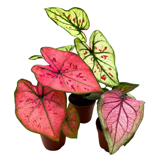BubbleBlooms Caladium Assortment in 2 inch Pots Set of 3