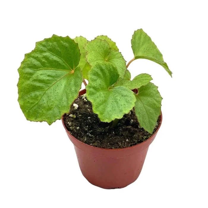BubbleBlooms Harmony’s Miri, Begonia Rex in a 4 inch Pot Red Hairs