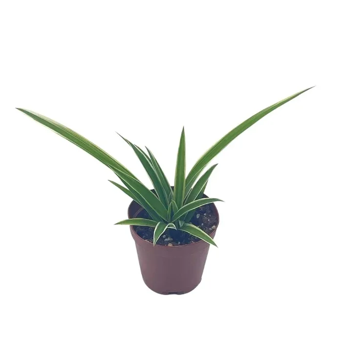 BubbleBlooms Spider Plant, Chlorophytum comosum, Limited, in a 2 inch Pot Tiny Mini Pixie Plant
