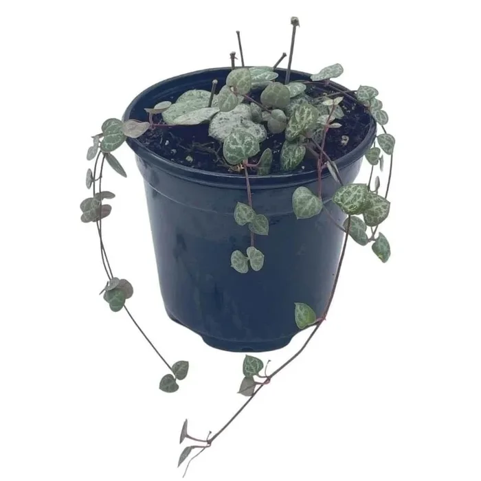 BubbleBlooms String of Hearts, Ceropegia woodii, in a 4 inch Pot