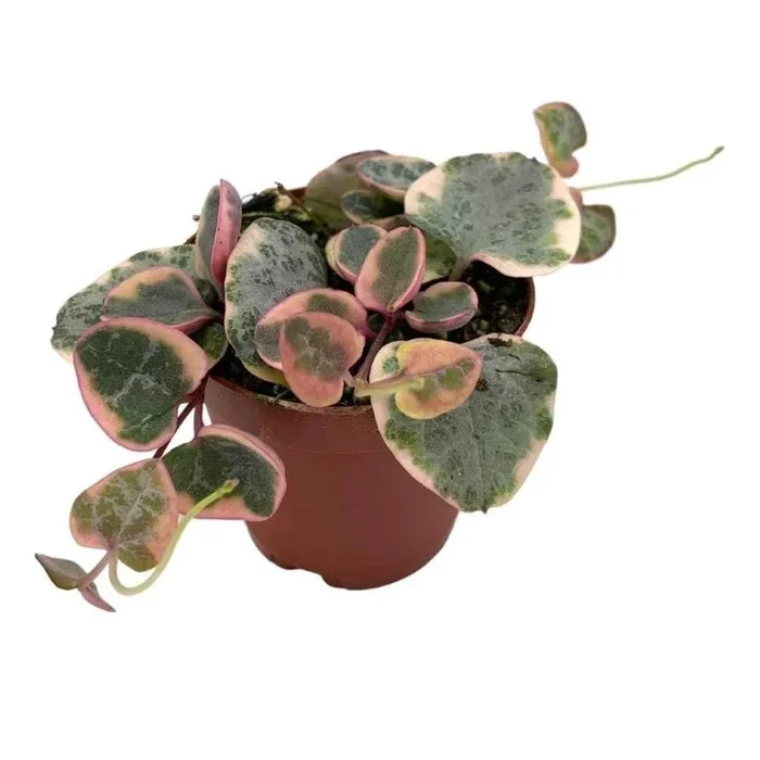 BubbleBlooms Variegated String of Hearts Ceropegia woodii in 2 inch Pot