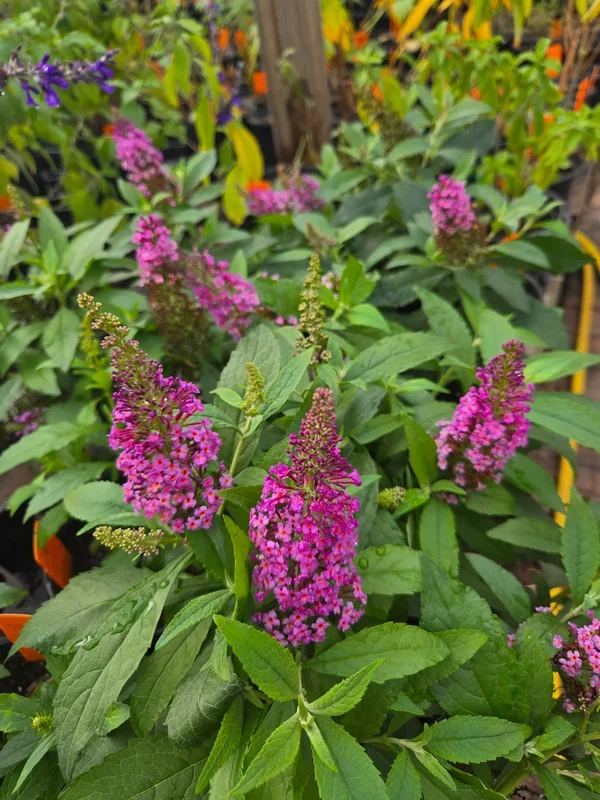 Buddleja davidii –Dwarf Pink Butterfly Bush–