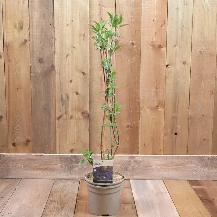 Buddleja Davidii ‘Empire Blue’ 3L