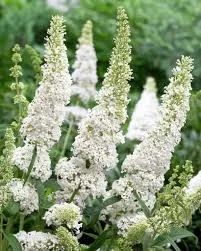 Buddleja ‘White Bouquet’ 4″ Pot