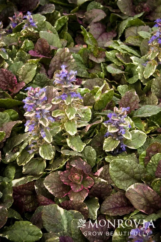 Burgundy Glow Ajuga – Monrovia
