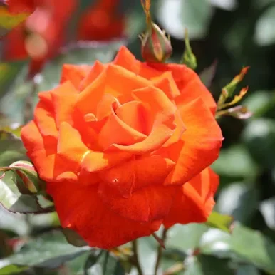 Bush Rose ‘Burning Desire’ 5L