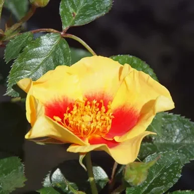 Bush Rose ‘Eye Of The Tiger’ 5L