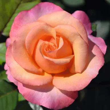 Bush Rose ‘Magic Harlequin’ 5L
