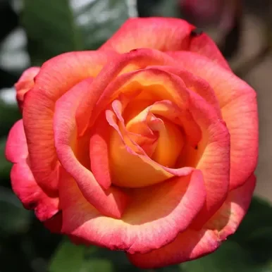 Bush Rose ‘Sheila’s Perfume’ 5L