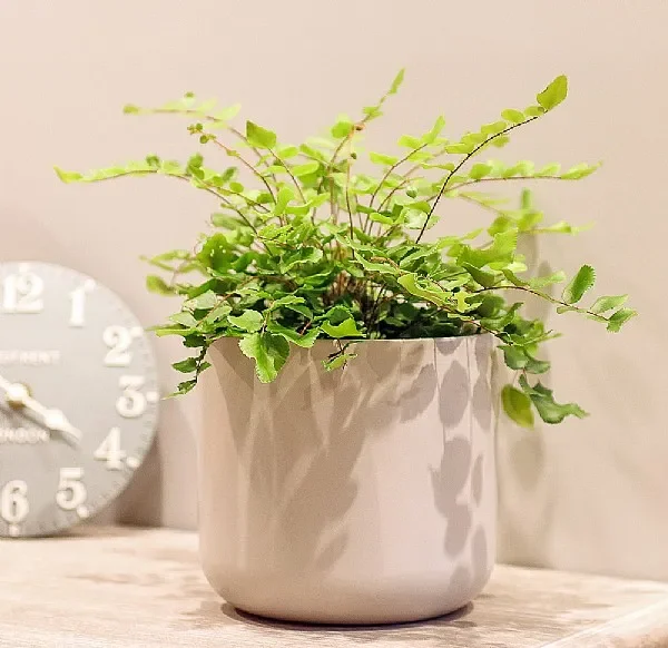 Button Fern (Pellaea Rotundifolia)