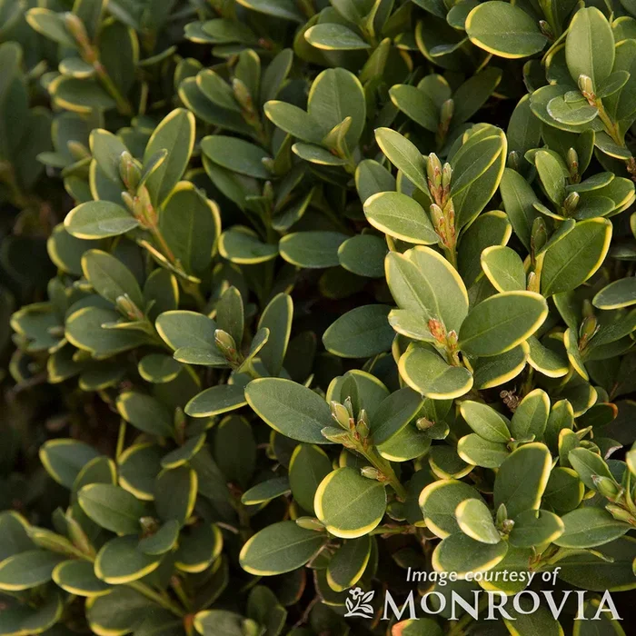 Buxus Green Mountain 1gal Boxwood