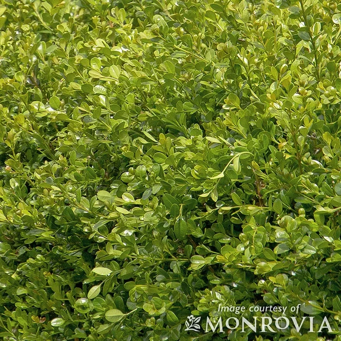 Buxus m. Winter Gem 6gal Boxwood
