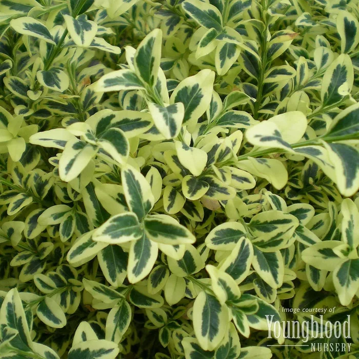 Buxus s. Aurea-Variegata 4in Boxwood