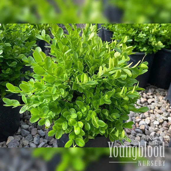 Buxus s. suffruticosa 2gal Dwarf English Boxwood