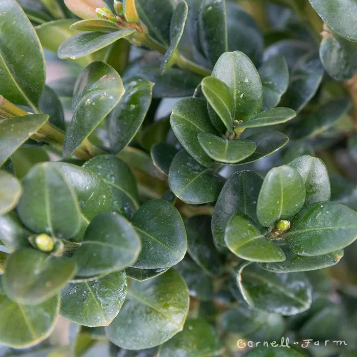 Buxus semp. Rotundifolia 5gal Boxwood