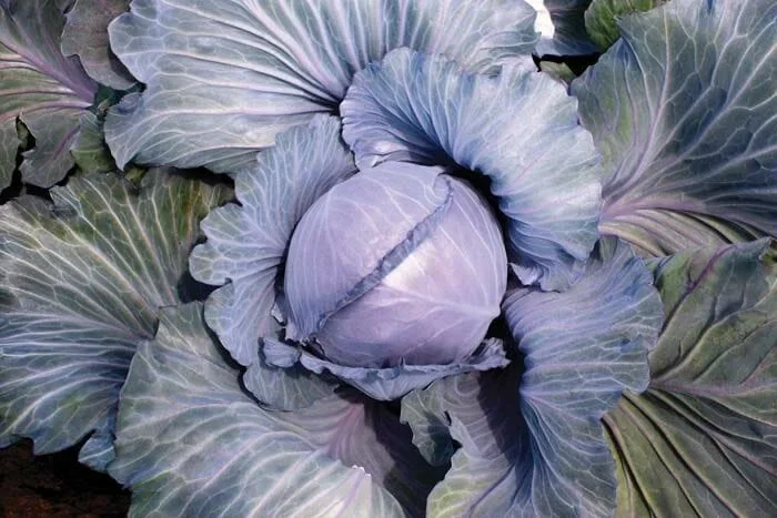 Cabbage ‘Super Red’