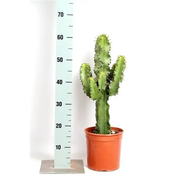 CACTUS EUPHORBIA ERITREA DE 60CM (EUPHORBIA ERYTHRAEAE)