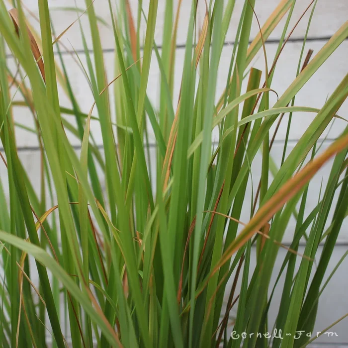 Calamagrostis Karl Foerster 2gal