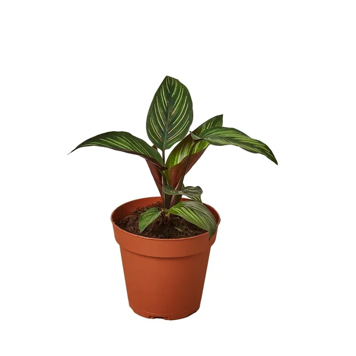 Calathea ‘Beauty Star’ – 4″ Pot – NURSERY POT ONLY