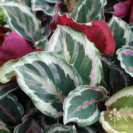 Calathea Julia – peacock plant