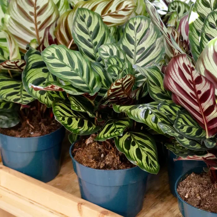 Calathea makoyana, “Cathedral Windows”