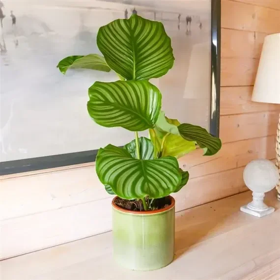 Calathea Orbifolia Houseplant – 24cm